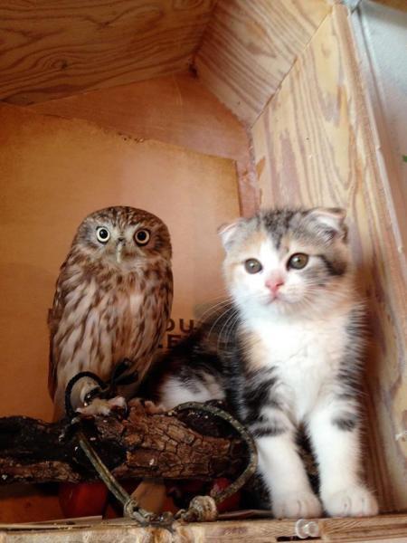 고양이를 만난 올빼미 | 인스티즈