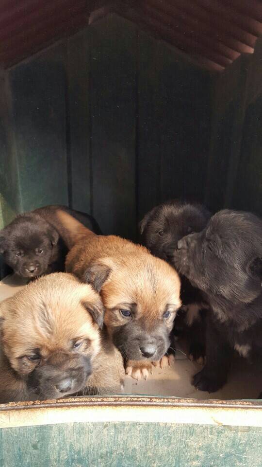 역씌 똥강아지다 | 인스티즈