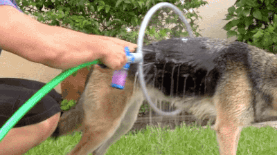 댕댕이 목욕 시키는 기구.gif | 인스티즈