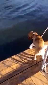 주인이 물에 빠졌다.gif | 인스티즈