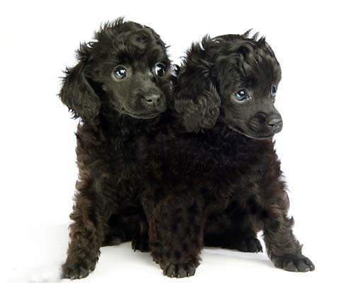 에....푸들쨩은....랄까.....쵸토 카와이랄까요... | 인스티즈