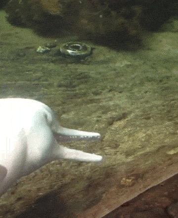 시룸주의) 머리가 잘린 죽은 물고기로 자위하는 돌고래...gif...(돌고래 성기적나라주의) | 인스티즈