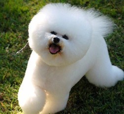 인절미 vs 간장치킨 vs 솜사탕 | 인스티즈