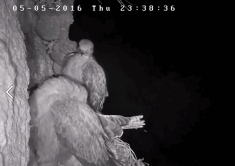 부엉이의 사냥.gif | 인스티즈