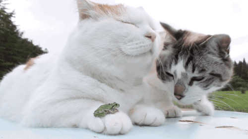 고양이와 개구리 | 인스티즈