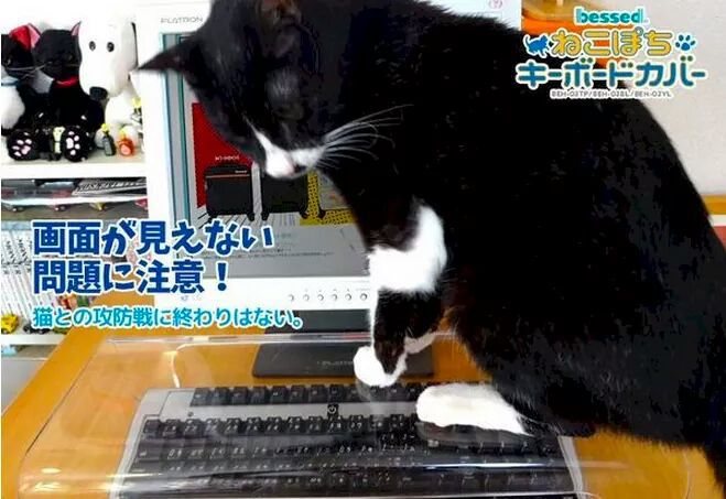 집사들 잇 아이템 | 인스티즈