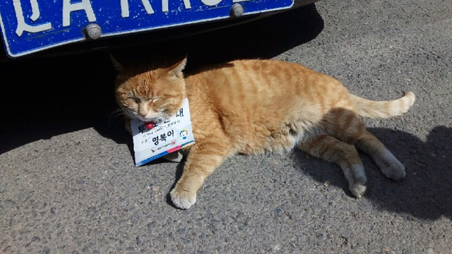 중앙선거관리위원회가 임명한 역대급 투표안내원 | 인스티즈