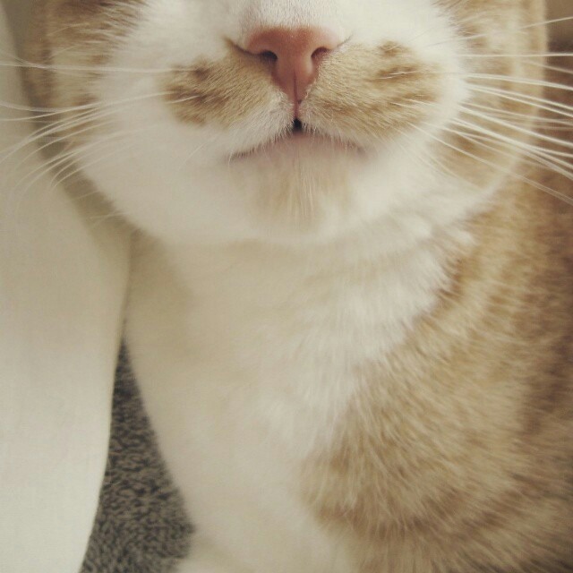 집사가 짱덕포인트를 잘알고 사진을 잘찍으면 이렇게된다.. | 인스티즈