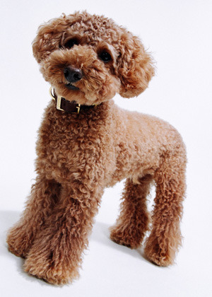 에....푸들쨩은....랄까.....쵸토 카와이랄까요... | 인스티즈