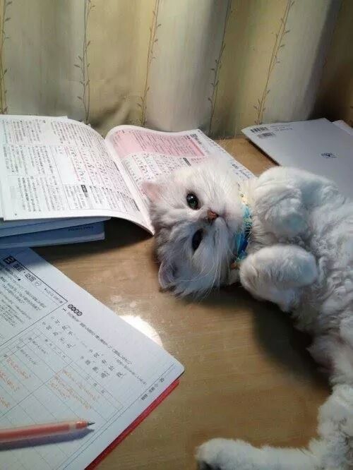 집사들의 시험성적이 안좋은 이유.jpg | 인스티즈