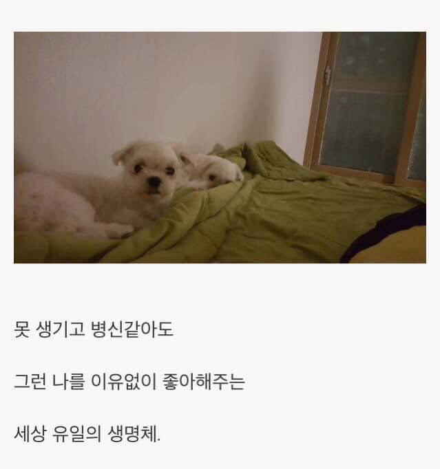 강아지를 키우면 생기는 일.jpg | 인스티즈