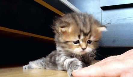 고양이 키우는 사람들이 들으면 상처받는 말들 | 인스티즈