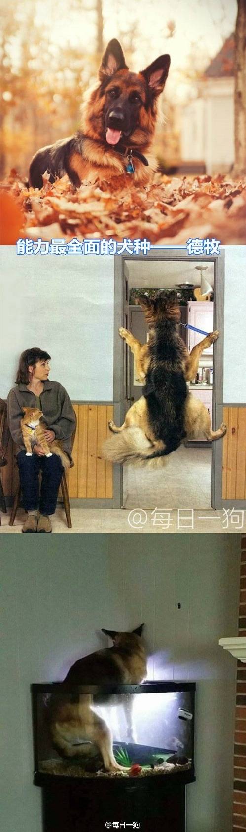 리얼 마이펫의 이중생활 | 인스티즈