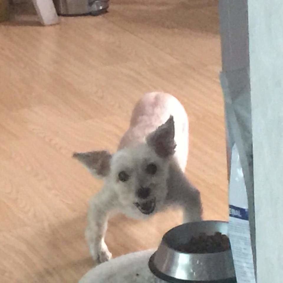 강아지 밥먹을때 건들면 안되는 이유 | 인스티즈