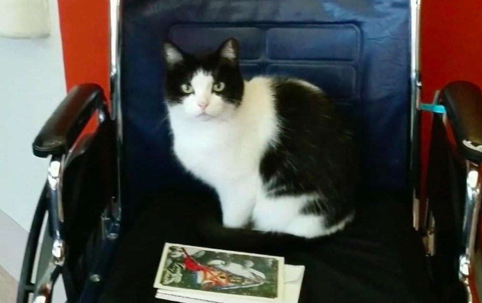 양로원에서 일하는 고양이 | 인스티즈