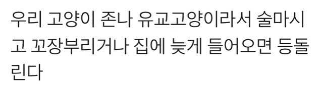 유교 고양이.jpg | 인스티즈