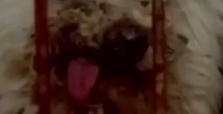 충격적인 강아지 공장 실태(서명운동) | 인스티즈