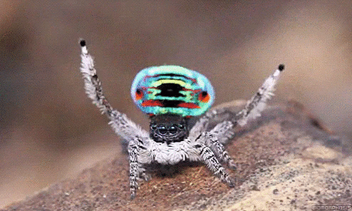 구애의 춤을 추는 수컷 거미.gif | 인스티즈