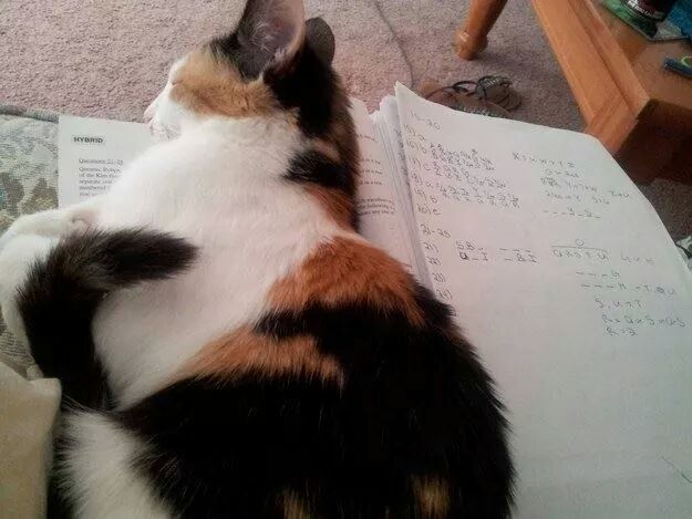 집사들의 시험성적이 안좋은 이유.jpg | 인스티즈