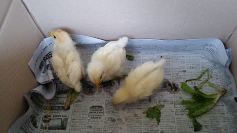 🐥🐥🐥 | 인스티즈