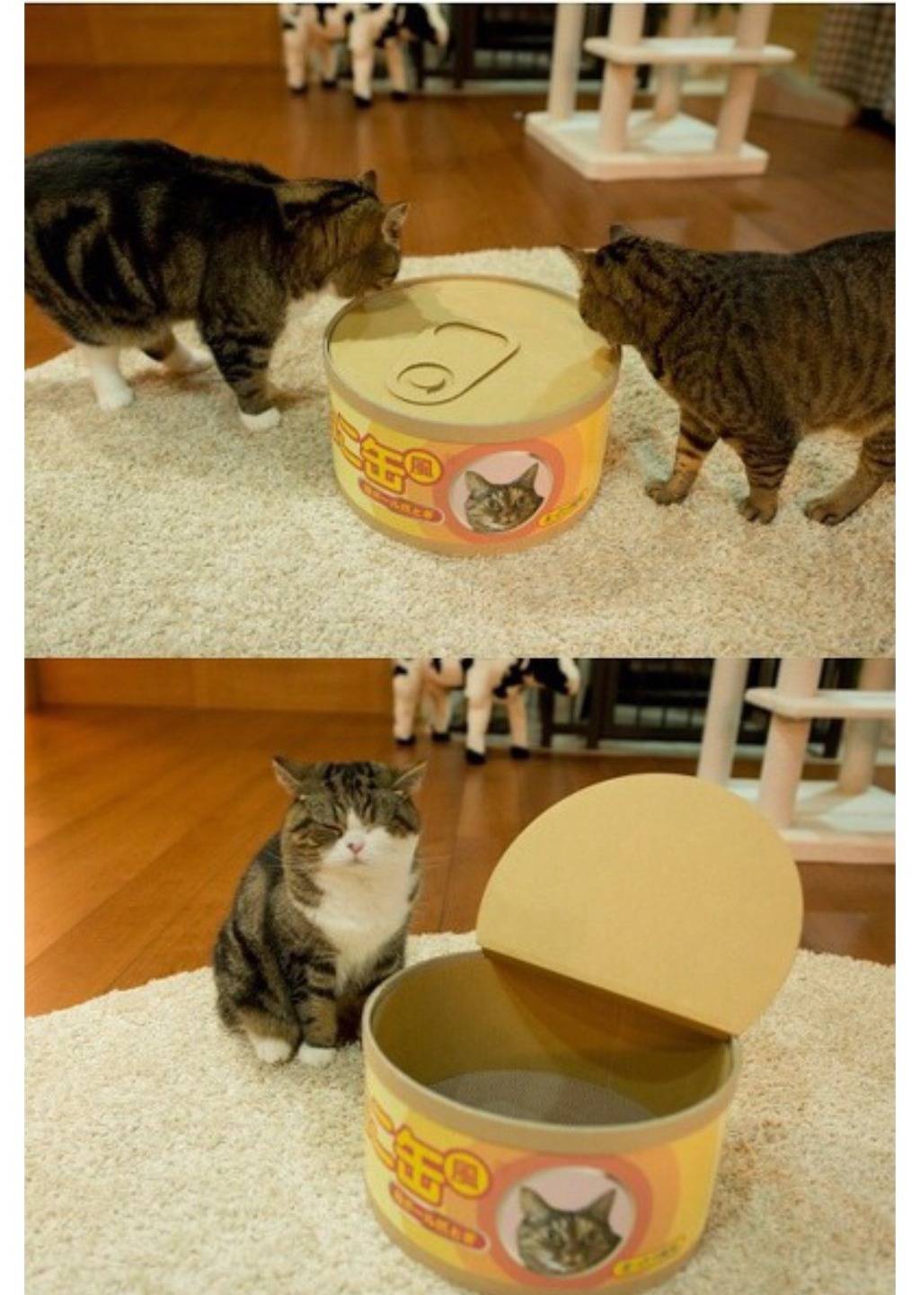 고양이 통조림 제조 과정 | 인스티즈