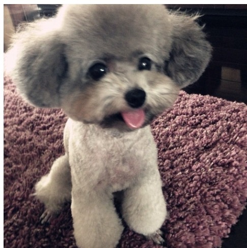 에....푸들쨩은....랄까.....쵸토 카와이랄까요... | 인스티즈