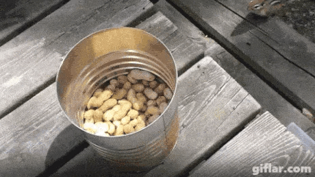 다람쥐 잡는 방법.gif | 인스티즈