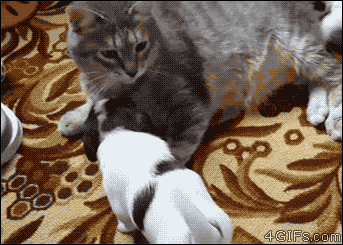 한번 시작하니 끝도 없다. gif | 인스티즈