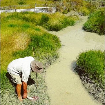 밀림 습지를 조심해야하는 이유.gif | 인스티즈
