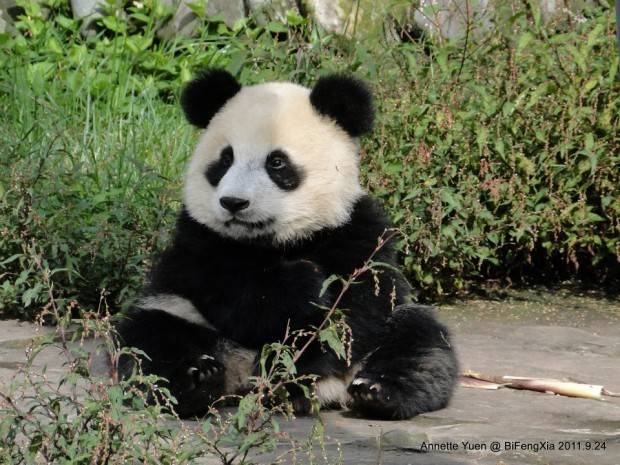 중국 판다 유치원 개학식 | 인스티즈