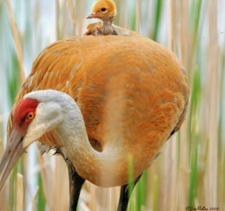 새끼를 안는 어미들의 표정 | 인스티즈