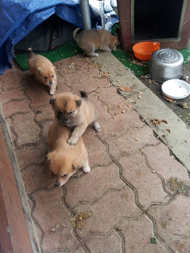 강아지의 왕 똥 | 인스티즈