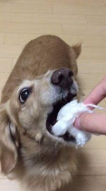 솜사탕을 처음 먹어본 강아지 | 인스티즈