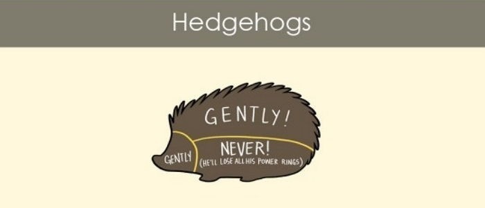 만져주면 좋아하는 부위와 싫어하는 부위 (동물편) | 인스티즈