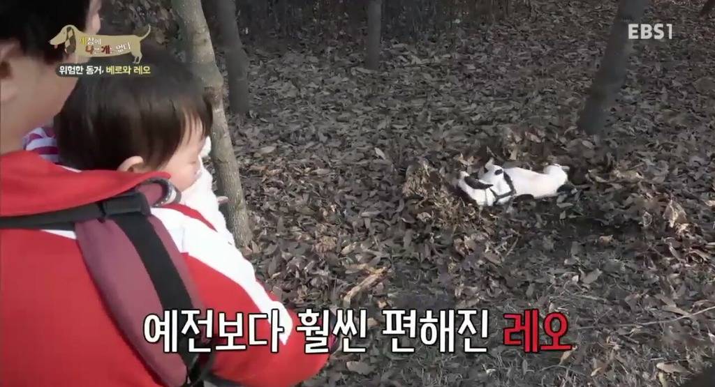 강아지가 흙이나 땅에 몸을 비비는 이유.jpg | 인스티즈