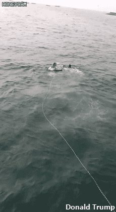 화성 궁평항 바다에 빠진 강아지 구하러 물에 뛰어든 사람들.jpgif | 인스티즈