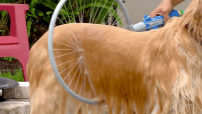 댕댕이 목욕 시키는 기구.gif | 인스티즈