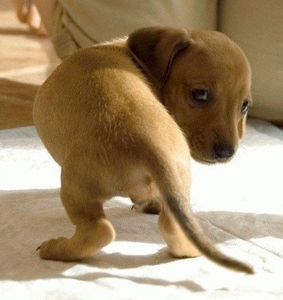 혼낼때 동물들 반응 | 인스티즈