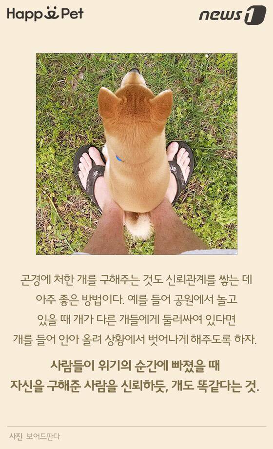 멍멍이가 펑퍼짐한 엉덩이를 들이민다고요? | 인스티즈
