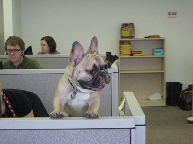 미국의 직장에 개 데려가는 날 | 인스티즈