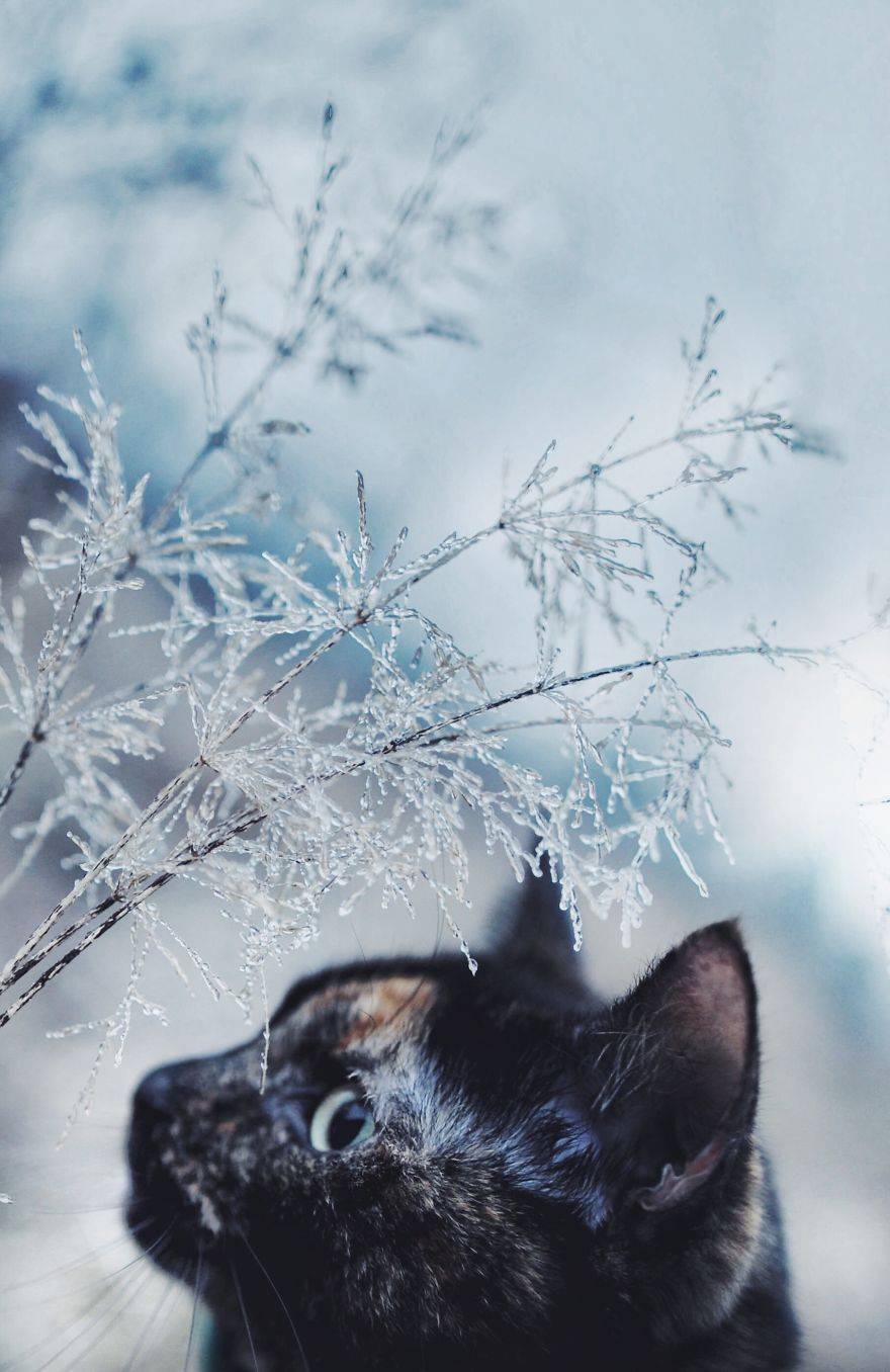 고양이의 사계절...jpg | 인스티즈