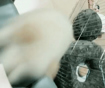 [대화가필요한개냥] 나인뮤지스 경리와 사랑스러운 반려견 시로.jpg | 인스티즈