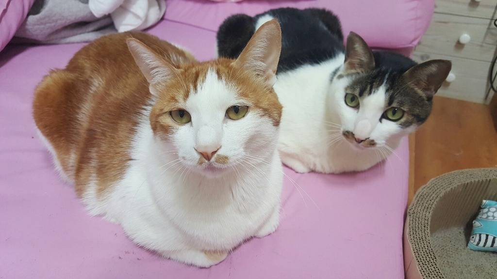 키우는 고양이 2마리 | 인스티즈
