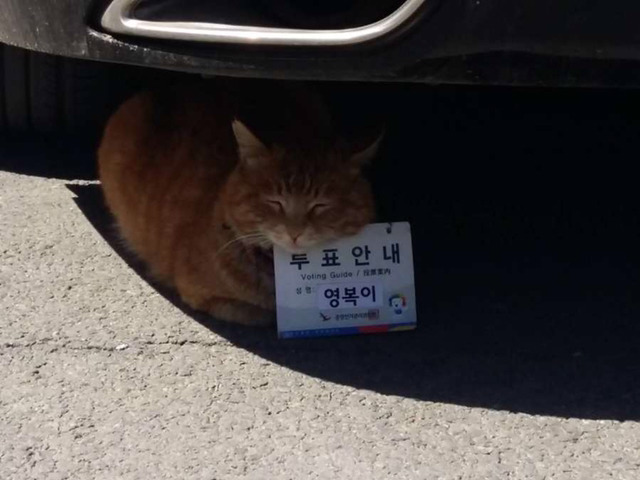 중앙선거관리위원회가 임명한 역대급 투표안내원 | 인스티즈