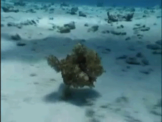 문어 달리는 거 보신분!!! | 인스티즈