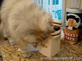 맛있는건 나눠먹는거라고 했다냥 | 인스티즈