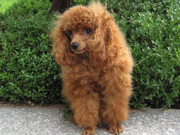 에....푸들쨩은....랄까.....쵸토 카와이랄까요... | 인스티즈