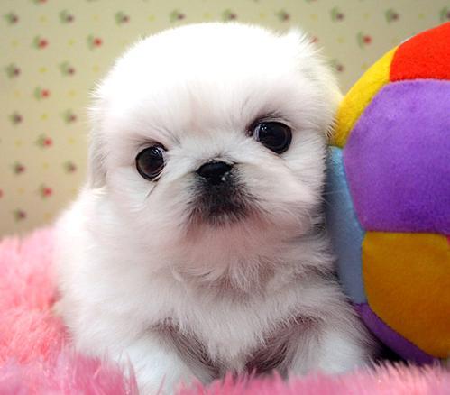 견종 이야기 - 페키니즈 | 인스티즈