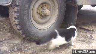 포식자 고양이를 피해 달아난 쥐. gif | 인스티즈