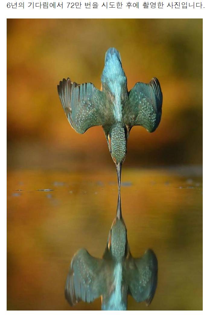 6년의 기다림에서 72만 번을 시도한 후에 촬영한 사진 | 인스티즈